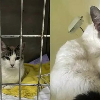 Gatinha Olívia precisa de cirurgia urgente para sobreviver