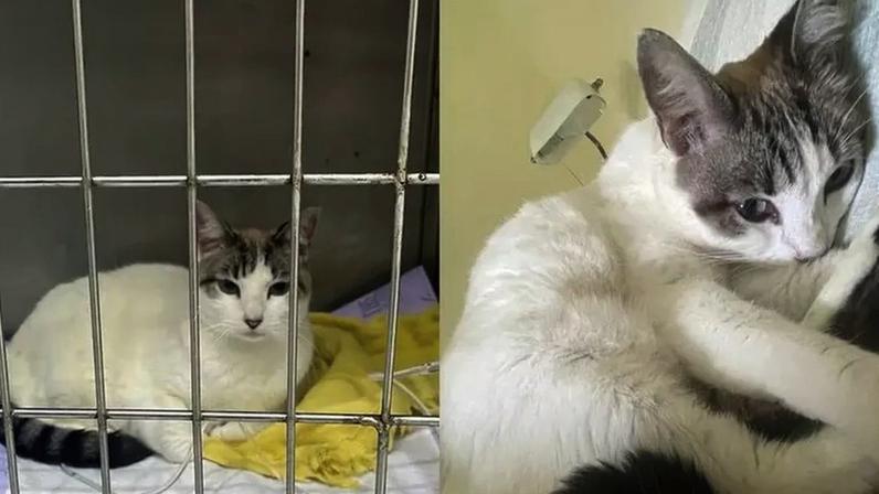 Gatinha Olívia precisa de cirurgia urgente para sobreviver