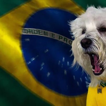 Como proteger animais do estresse com gritos de gol e fogos nas festas de junho