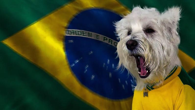 Como proteger animais do estresse com gritos de gol e fogos nas festas de junho