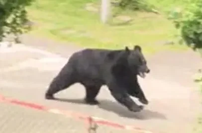 Urso foge da captura ao abrir janela de fábrica no Japão, diz a polícia