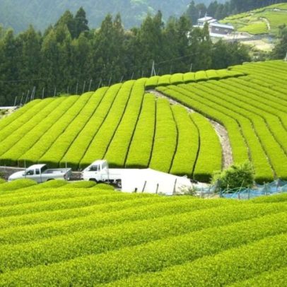 Mercado global do matcha pode atingir US$ 7,4 bi até 2030