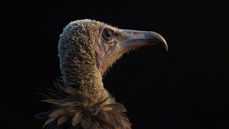 Esperança para abutres na Nigéria enquanto crentes adotam alternativas vegetais