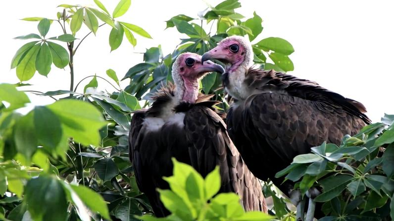 A pair of hooded vultures. Image by Nico Arcilla.
