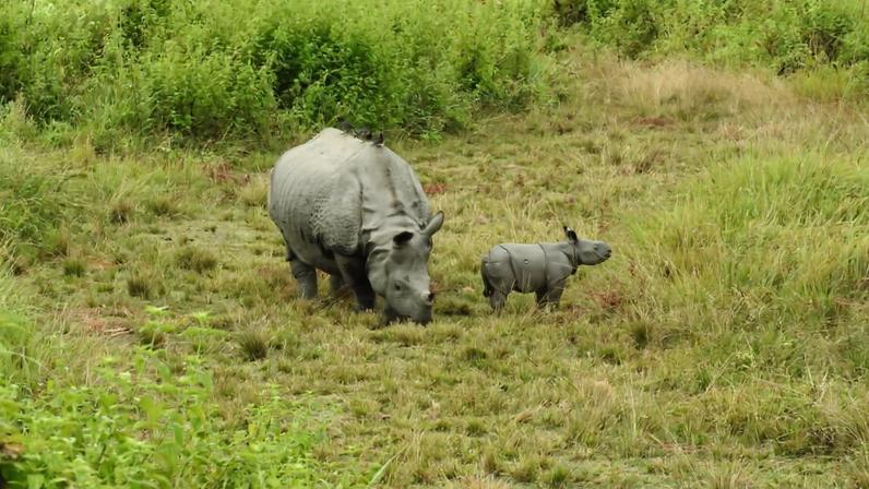 A rhino mother and calf in Manas National Park. Image courtesy of Deba Kumar Dutta.