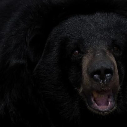 Urso fere quatro pessoas no Japão; vídeo registra o incidente