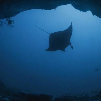 Vulcão submerso no Pacífico vira berçário natural para raias