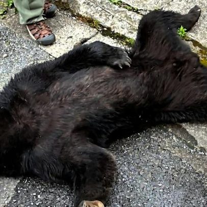 Urso capturado após causar pânico em povoado japonês