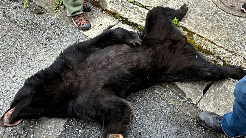 Urso capturado pelas autoridades