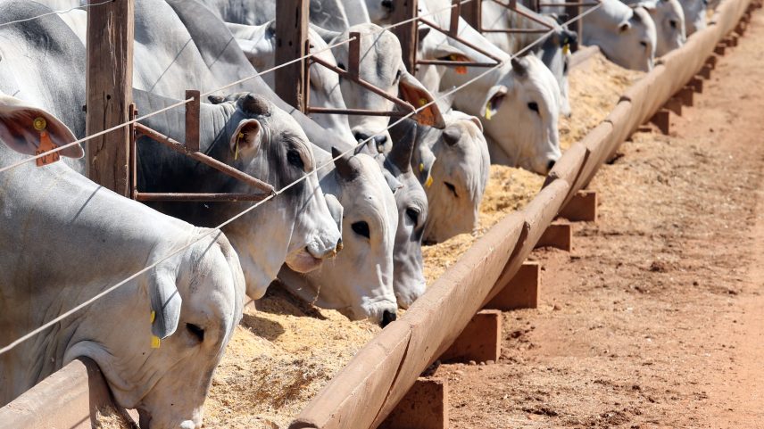 Gado se alimenta no município de Diamantino, Mato Grosso