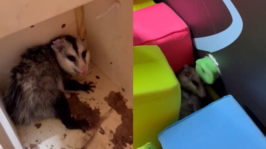 Gambá resgatado em parque de trampolins
