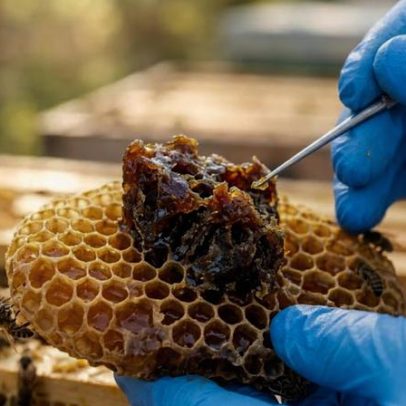 Extrato de própolis oferece proteção contra vírus e bactérias