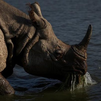 Translocação de rinocerontes no Nepal tem números bons, mas habitat ruim