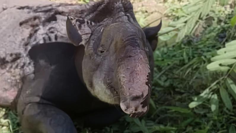 Desde o resgate, o animal vinha tendo cuidado técnico e tratamento especializado