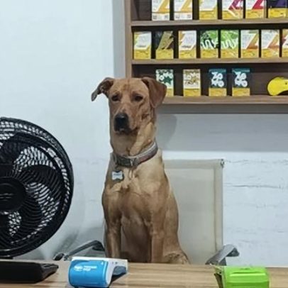 Cão CLT viraliza ao ajudar funcionários de mercado em SC