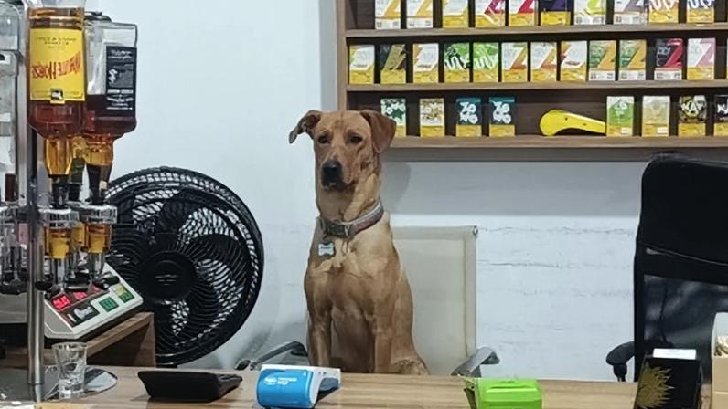 Cão CLT viraliza ao ajudar funcionários de mercado em SC