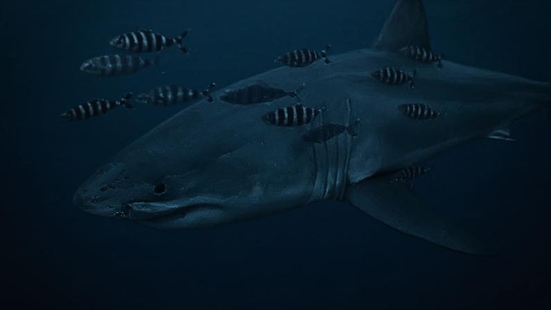 Embora tenham ocorrido avistamentos ocasionais de tubarões-brancos no Mediterrâneo, o tamanho da população é desconhecido e acredita-se que os encontros anteriores não tenham sido filmados por mergulhadores, afirmou a fundação.