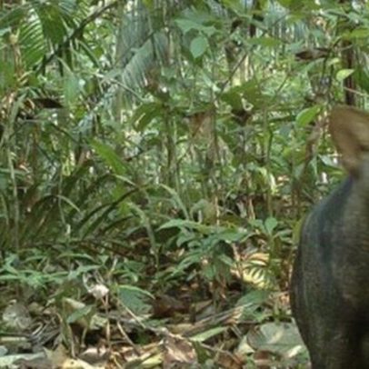 Pesquisadores registram foto de cão-fantasma na Amazônia