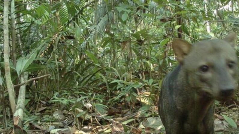 De difícil identificação, o cachorro-do-mato-de-orelhas-curtas tem preferência por áreas de maior preservação na Amazônia.