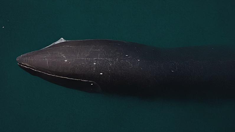 A baleia-fin (Balaenoptera physalus), também conhecida como baleia-comum, é o segundo maior animal do planeta, ficando atrás apenas da baleia-azul