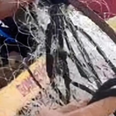 Baleia presa em rede é resgatada por bombeiros no RJ