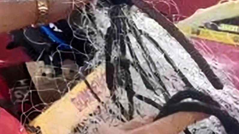 A equipe dos Bombeiros relatou que, no processo, foram até arrastados pela tentativa de movimentação do animal.