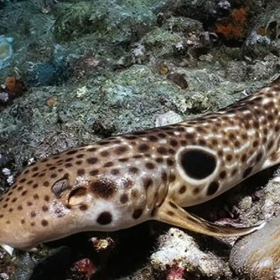 Cientistas descobrem tubarão que anda na Austrália