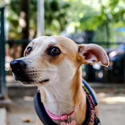 Cachorro caramelo vira símbolo de disputa entre Brasil e México