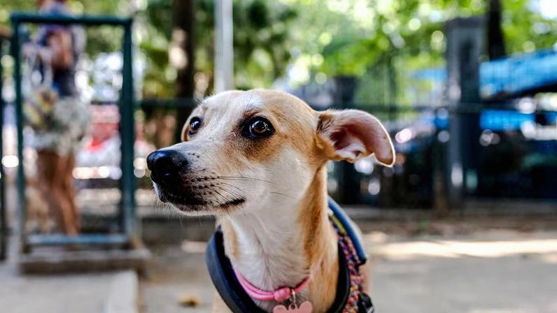 Tiana em um parque em Copacabana, no Rio; para os brasileiros, cães vira-latas cor de caramelo são um ícone nacional.
