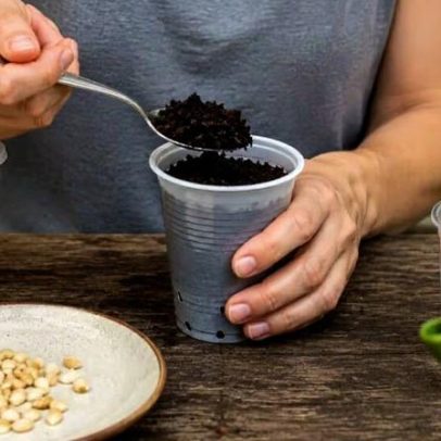 Guia de germinação de sementes de limão em copo descartável