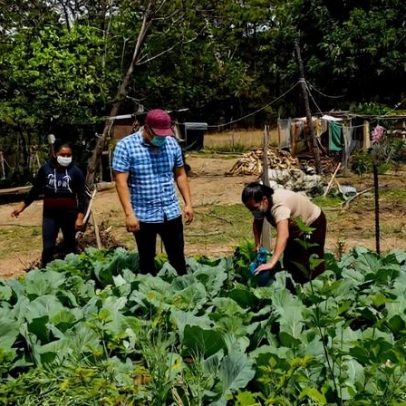 Conhecimento maia antigo ajuda agricultores guatemaltecos a reduzir agroquímicos