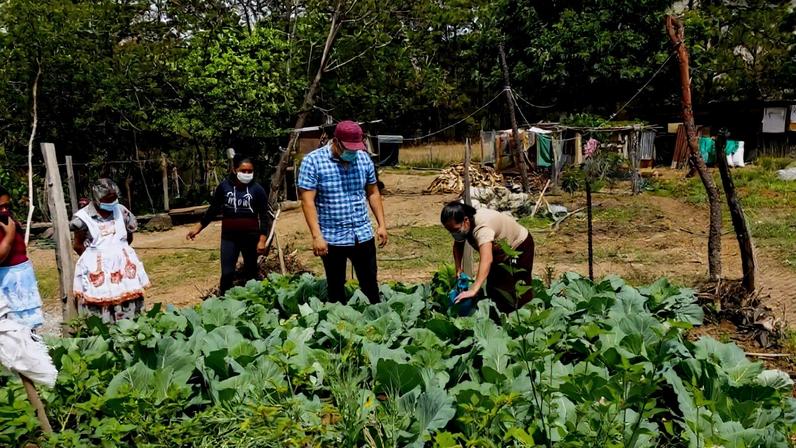 Conhecimento maia antigo ajuda agricultores guatemaltecos a reduzir agroquímicos