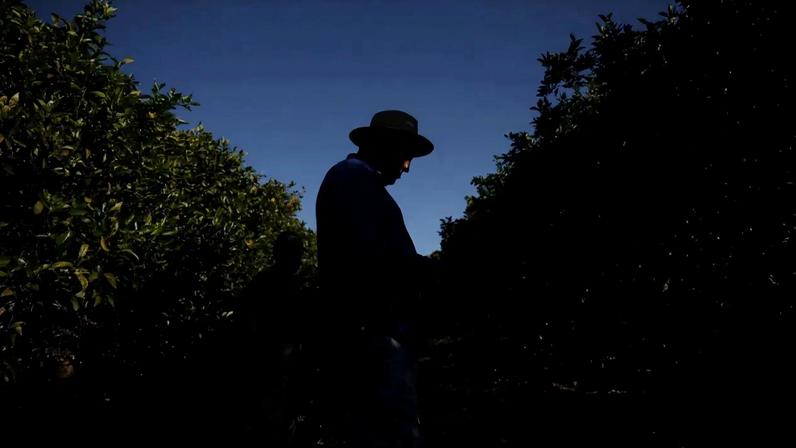 Agricultor em pomar em Formoso, Estado de Minas Gerais - 16/07/2025 (Foto: REUTERS/Adriano Machado)