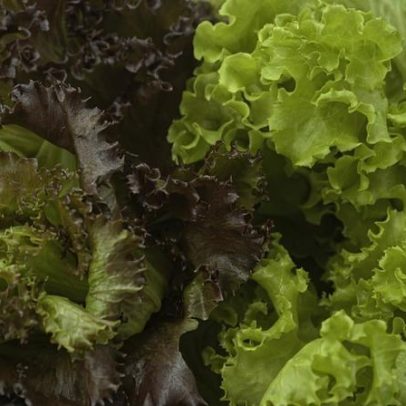 Alface muda de cor após edição genética e recebe reforço antioxidante