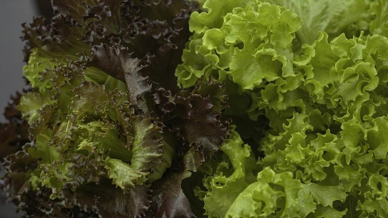 Vale lembrar que, além da versão americana mais comum nas saladas, existem diversos tipos de alface consumidos no Brasil, como crespa, lisa, romana e roxa, cada uma com textura, sabor e valor nutricional diferentes. As folhas mais escuras, por exemplo, costumam apresentar maior concentração de vitaminas, fibras e antioxidantes importantes para o organismo. - (crédito: Wikimedia Commons/CostaPPPR)