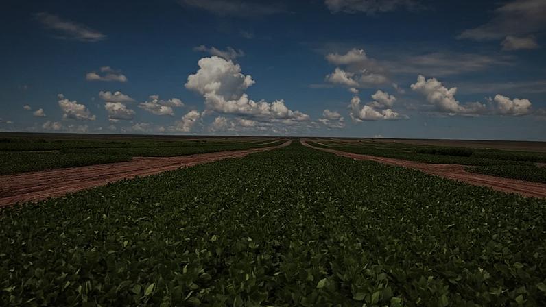 Lavoura de soja da Agropecuária Maggi