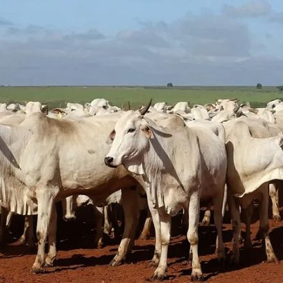 Faesp cobra reação do governo diante restrição da UE à carne brasileira