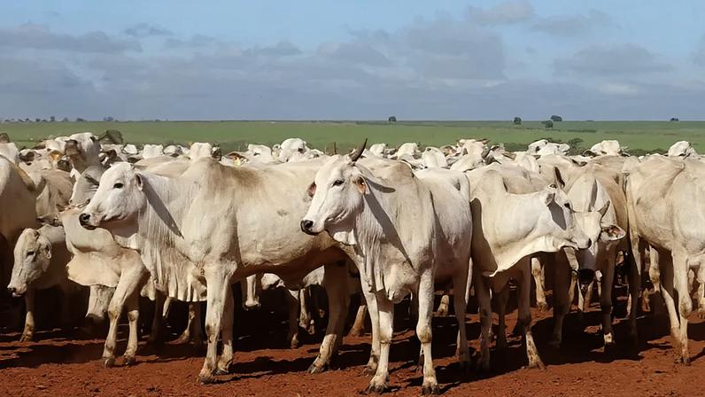 Na nota, a Faesp afirmou que a decisão não tem “lastro ou respaldo técnico e científico”; na imagem, vários bois