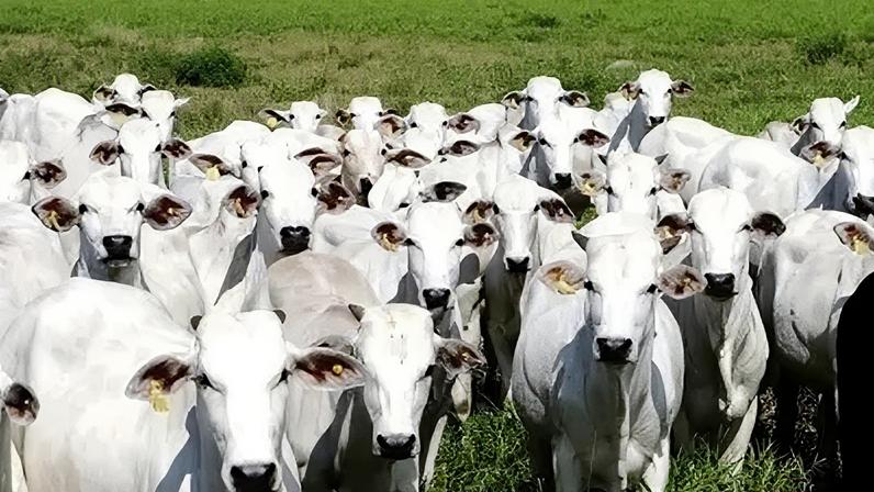 Rebanho bovino no Brasil