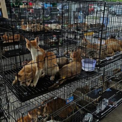Mais de 400 gatos são resgatados de quadrilha que os capturava para consumo