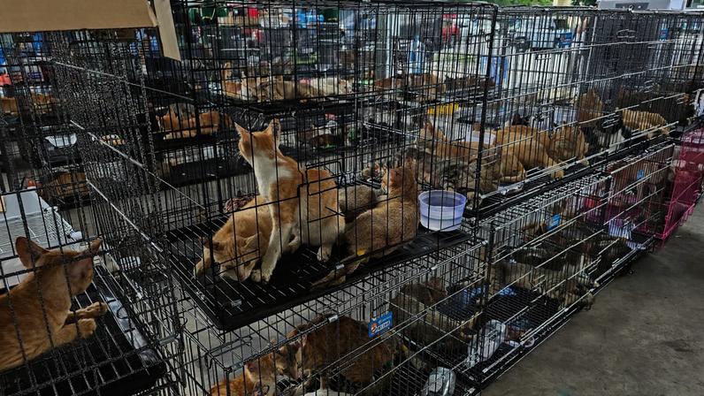 Cerca de 40 gatos já foram devolvidos aos seus tutores