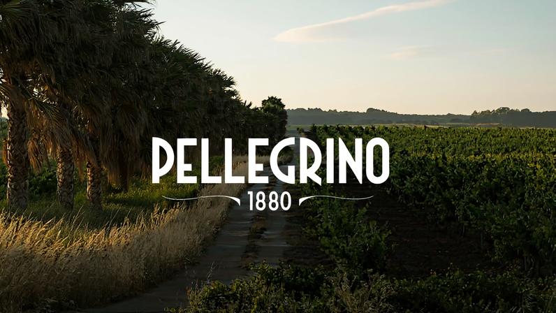 Image of palm trees and vines with the word 'Pellegrino' over the top