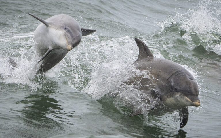 Wild dolphins in New York Bight