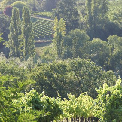 Bergerac: por que é seu próximo destino de viagem de vinhos