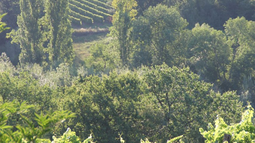 Château Feely vineyards