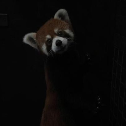 Dupla de pandas-vermelhos, espécie ameaçada, chega a zoológico de Taiwan