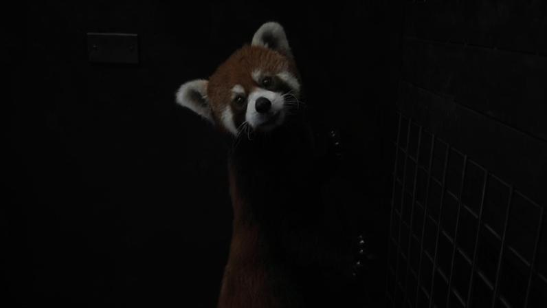 Panda‑vermelho em pé, apoiado contra uma parede e uma grade metálica. Ele tem pelagem avermelhada nas costas e cabeça, com marcas brancas no rosto e patas escuras.