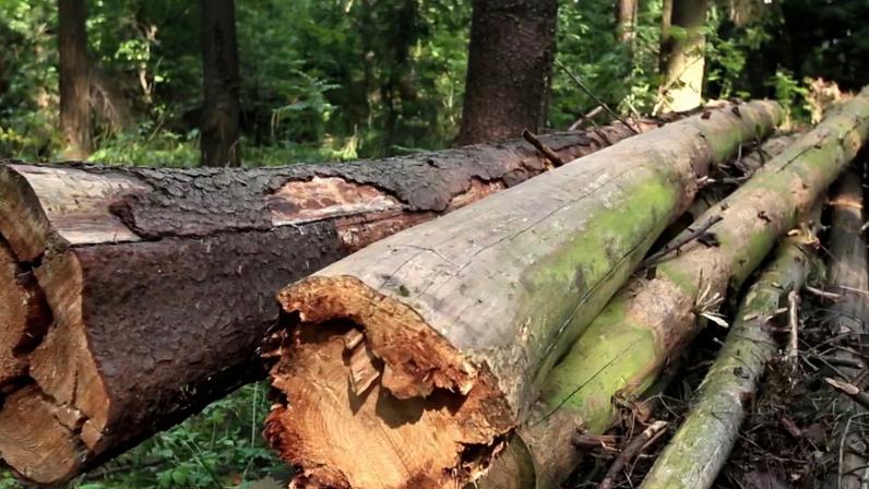 Economista aponta que impacto do tarifaço do ano passado deve ser menor