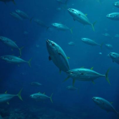 Tunas se recuperam, mas trabalho ainda não terminou