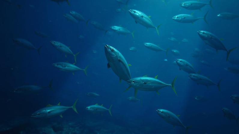 Tunas se recuperam, mas trabalho ainda não terminou